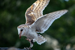 Owl Pellet Dissection: What’s Inside?